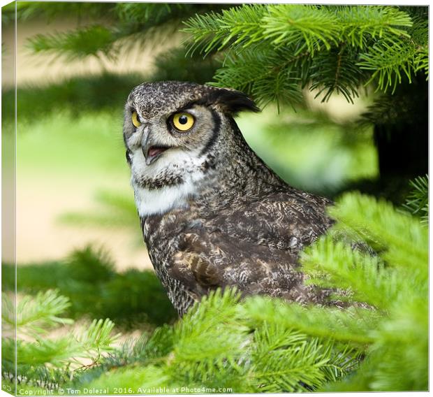 Great Horned Owl portrait Canvas Print by Tom Dolezal