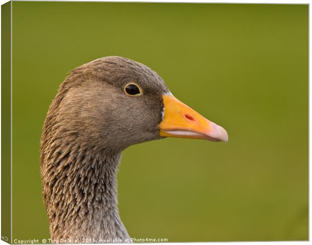 Greylag goose profile Canvas Print by Tom Dolezal