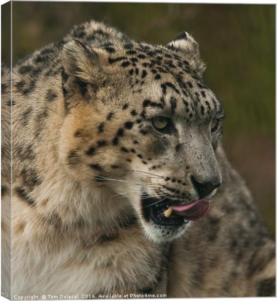 Snow leopard profile Canvas Print by Tom Dolezal