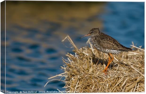 Redshank searching for lunch Canvas Print by Tom Dolezal