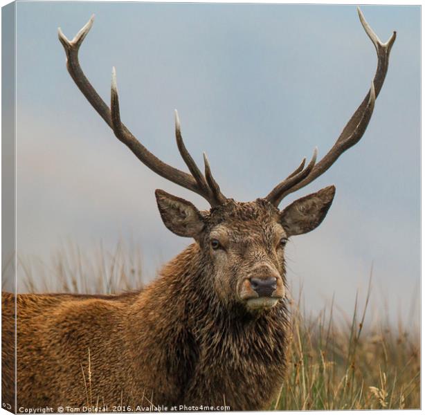 Highland red deer stag portrait Canvas Print by Tom Dolezal