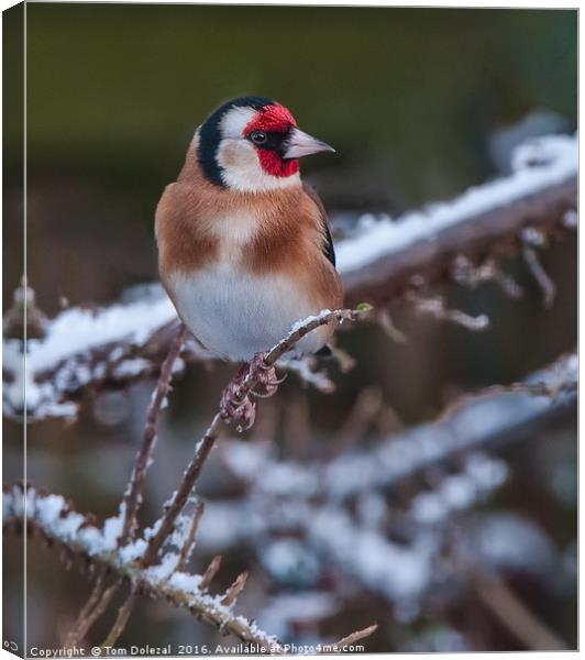Goldfinch in the snow. Canvas Print by Tom Dolezal