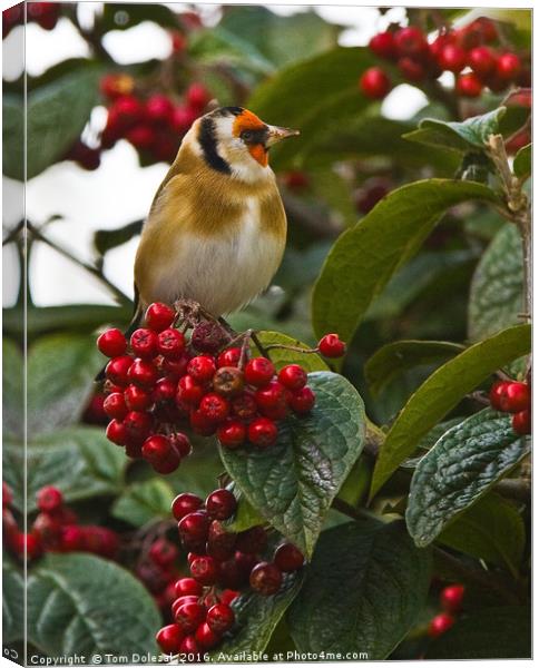 Goldfinch amongst the berries Canvas Print by Tom Dolezal
