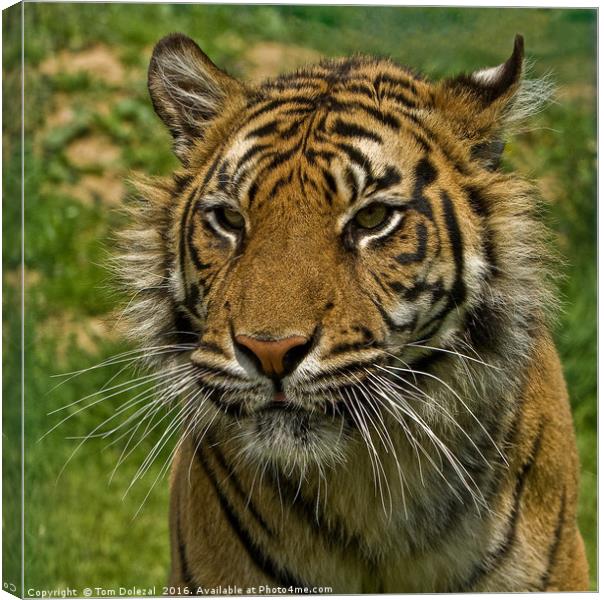 Amur tiger portrait Canvas Print by Tom Dolezal
