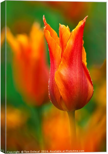 Tulip dew Canvas Print by Tom Dolezal