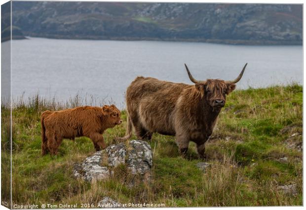 Highland cow and calf Canvas Print by Tom Dolezal