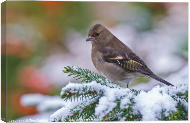 Female Chaffinch in the snow Canvas Print by Tom Dolezal