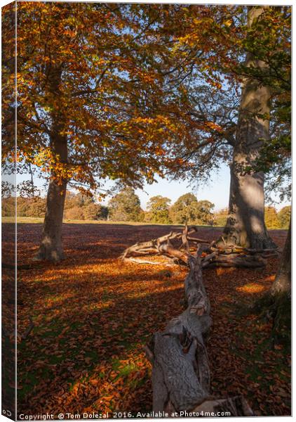 Woodland Autumn dapple light Canvas Print by Tom Dolezal