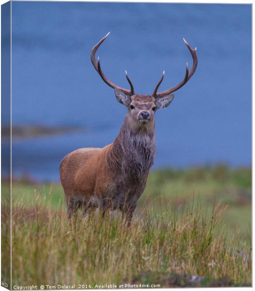 Red Deer Stag Canvas Print by Tom Dolezal