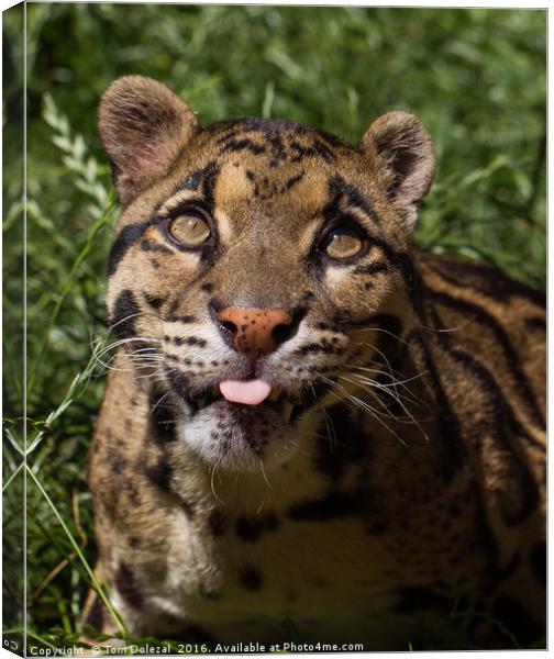 Clouded Leopard portrait Canvas Print by Tom Dolezal