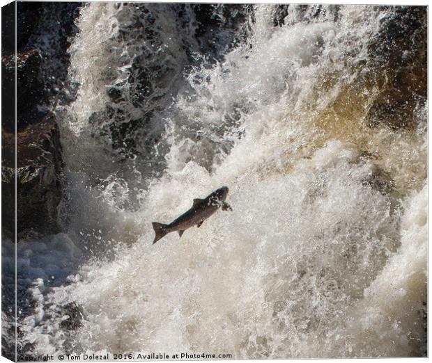 Salmon leaping the falls Canvas Print by Tom Dolezal