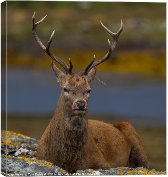 Red Deer Stag portrait Canvas Print by Tom Dolezal