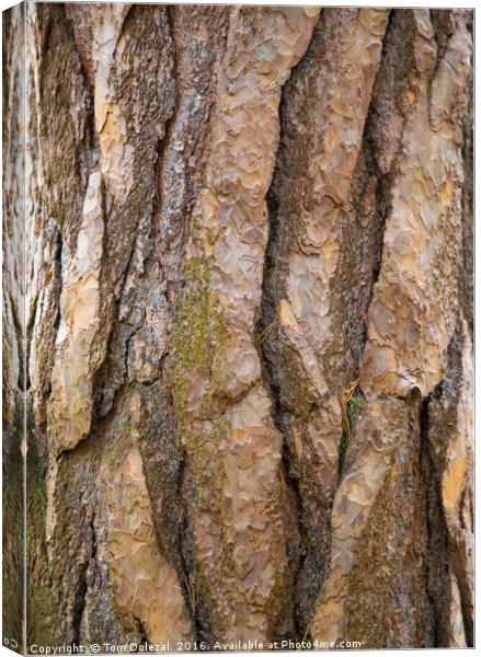 Tree bark Canvas Print by Tom Dolezal