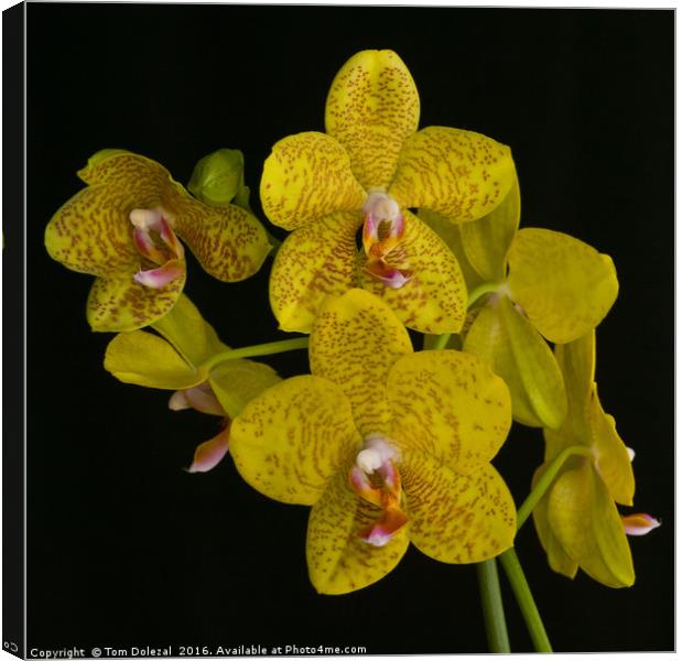 Yellow phalaenopsis orchid Canvas Print by Tom Dolezal