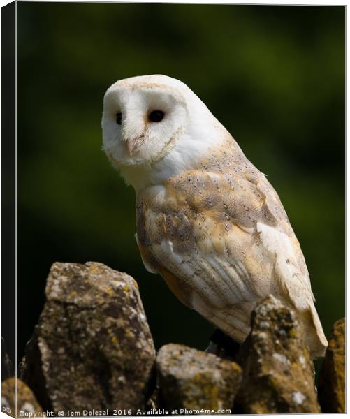 Barn Owl portrait Canvas Print by Tom Dolezal