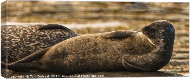 Common Seal Canvas Print by Tom Dolezal