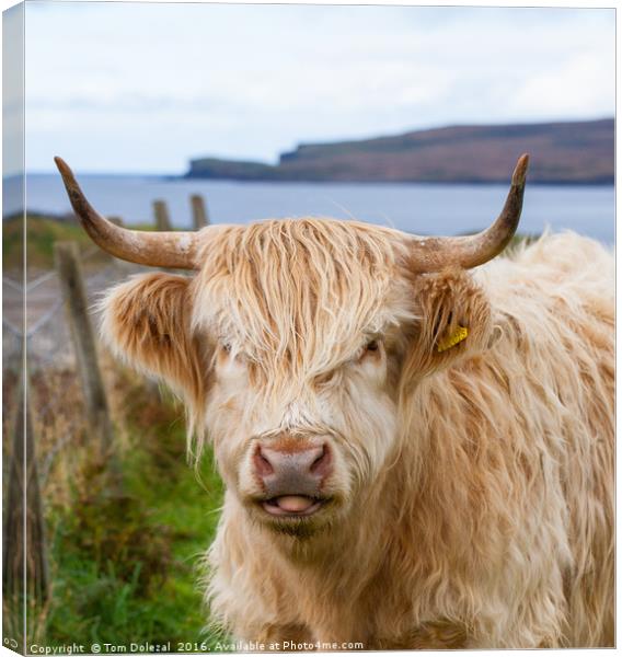 Cheeky Highland cow Canvas Print by Tom Dolezal