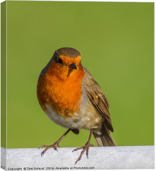 Curious Robin II  Canvas Print by Tom Dolezal