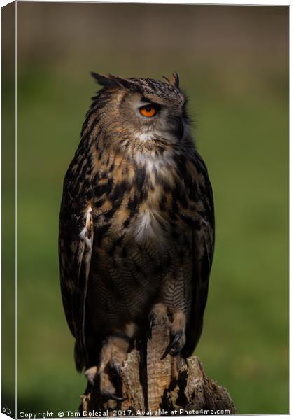 Posing Eagle owl  Canvas Print by Tom Dolezal