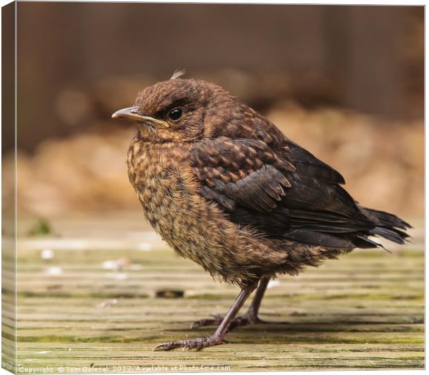 Newly fledged Canvas Print by Tom Dolezal