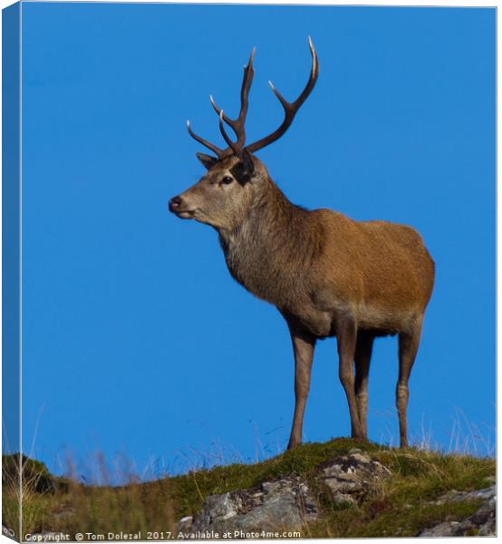 Stag on the horizon Canvas Print by Tom Dolezal