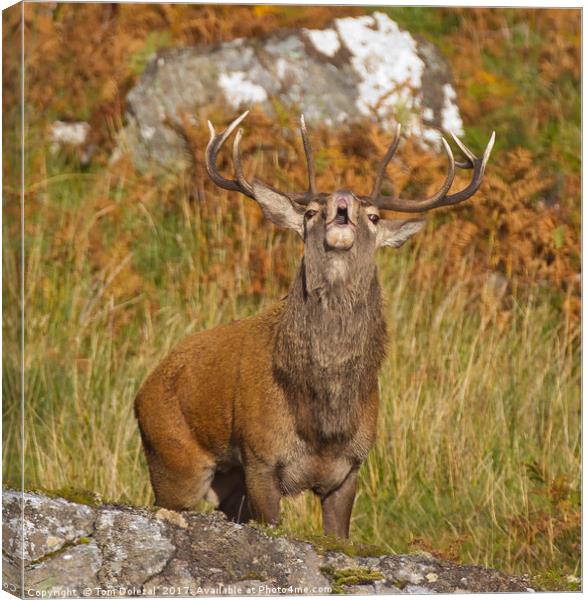 Rutting Red Deer Stag Canvas Print by Tom Dolezal