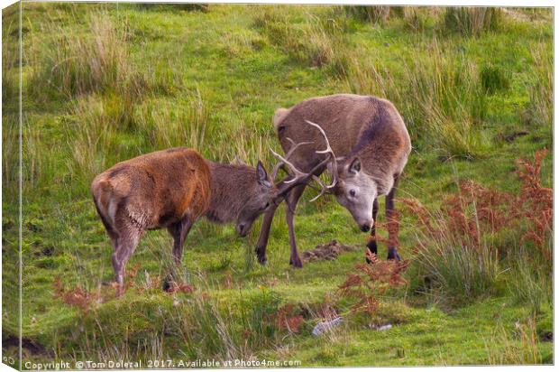 Locking horns II Canvas Print by Tom Dolezal