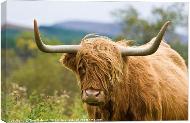 Close up Highland cow Canvas Print by Tom Dolezal