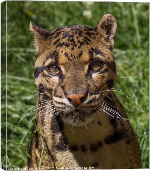 Clouded Leopard Canvas Print by Tom Dolezal