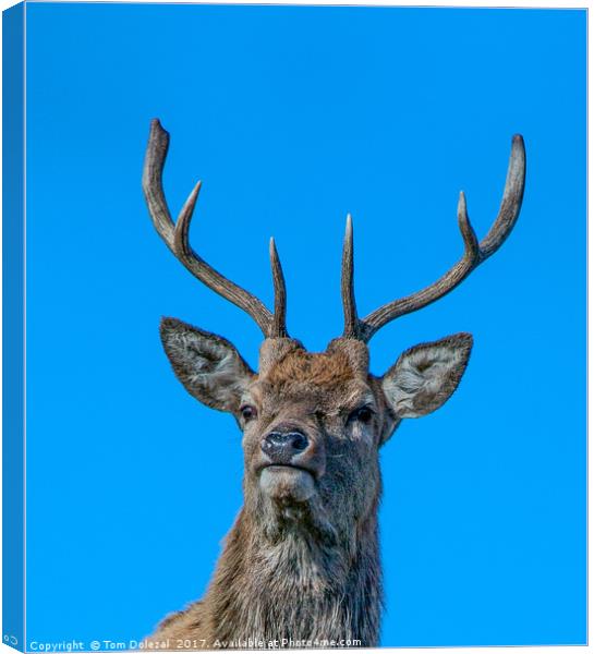 HIghland Red Stag portrait Canvas Print by Tom Dolezal