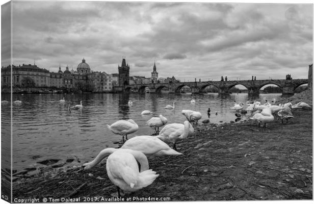 Prague swans Canvas Print by Tom Dolezal