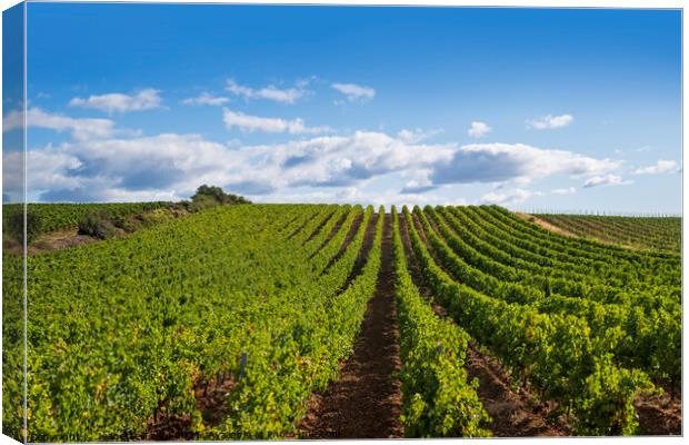 Summer vineyard in the Languedoc Canvas Print by Jeanette Teare