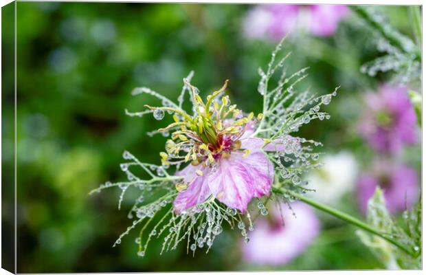 Love in a mist, in a mist Canvas Print by Jeanette Teare