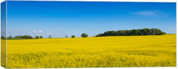 Summer fields Canvas Print by Jeanette Teare