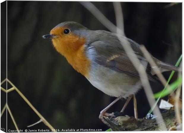 Robin Red Breast Canvas Print by Jamie Roberts