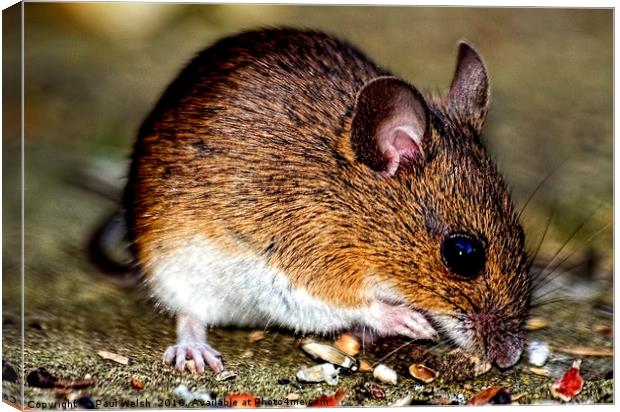Woodmouse Canvas Print by Paul Welsh
