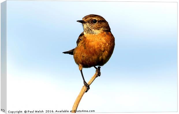 Stonechat Canvas Print by Paul Welsh