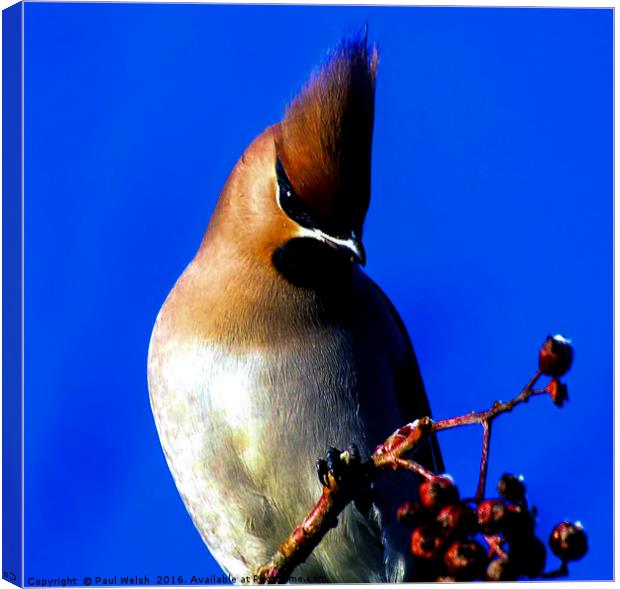 Waxwing In The Winter Sun Canvas Print by Paul Welsh