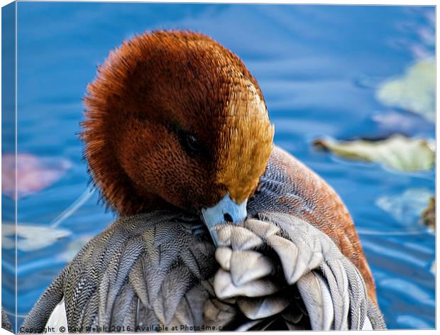 Shy Wigeon Canvas Print by Paul Welsh
