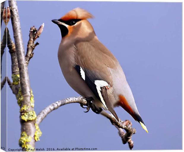 Waxwing Basking In The Sunshine Canvas Print by Paul Welsh