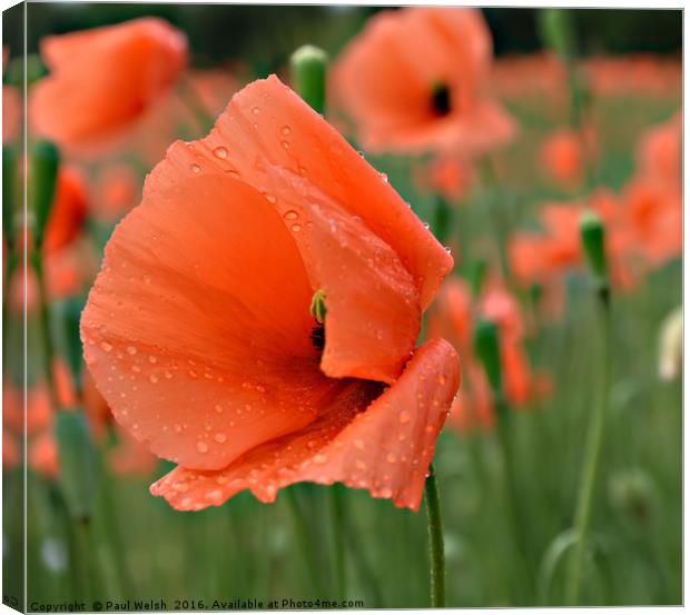Poppy With Water Droplets Canvas Print by Paul Welsh