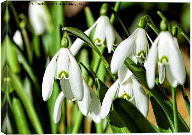 Snowdrops Milk Flowers Canvas Print by Paul Welsh