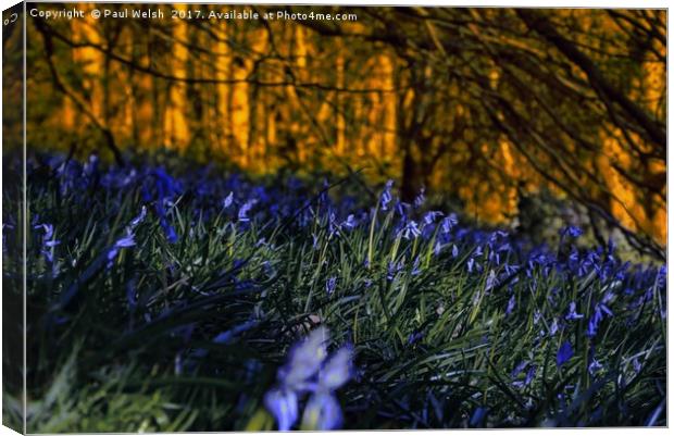 Bluebells Canvas Print by Paul Welsh