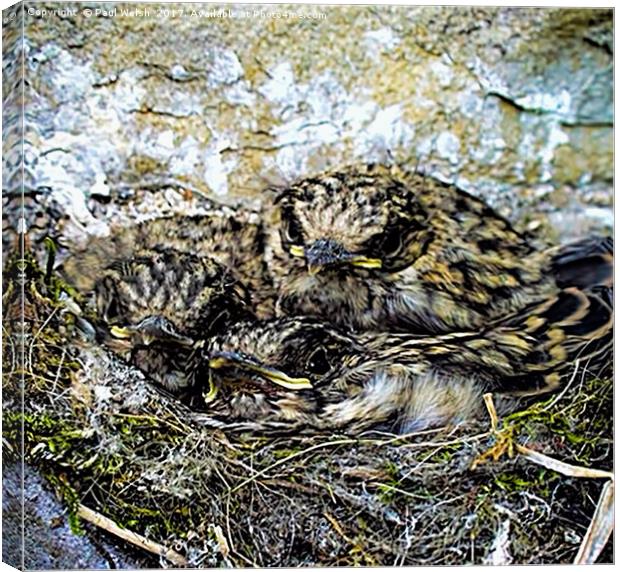 Spotted Flycatchers Nest Canvas Print by Paul Welsh