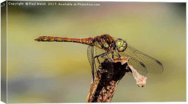 Common Hawker Dragonfly  Canvas Print by Paul Welsh