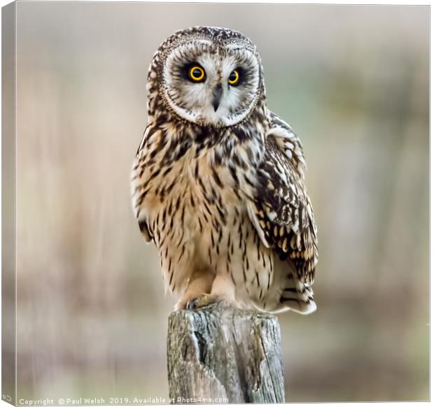 Short Eared Owl On A Post Canvas Print by Paul Welsh