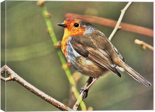 Robin Canvas Print by Brian Spooner