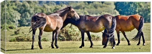 New Forest Ponies Canvas Print by Brian Spooner