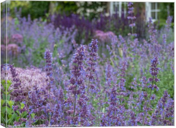 Shades of Purple Canvas Print by JUDI LION