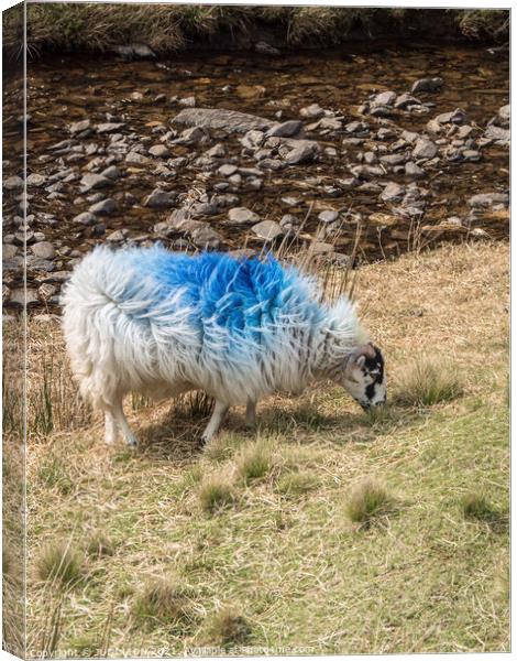 A blue sheep Canvas Print by JUDI LION